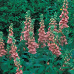 Strawberry Foxglove Seeds Sweet Strawberry-Pink Foxglove Flowers High Germination Garden Seeds heirloom non-gmo seeds