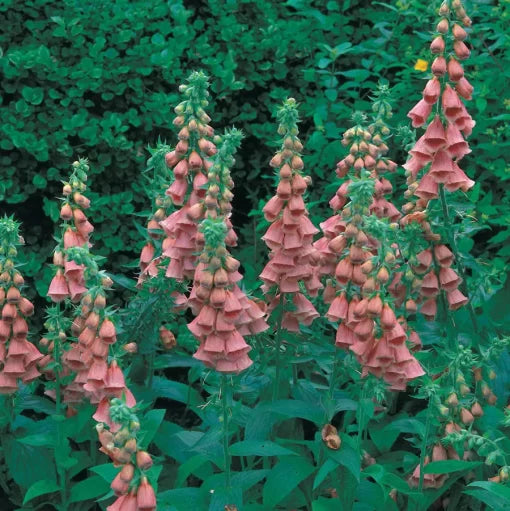 Strawberry Foxglove Seeds Sweet Strawberry-Pink Foxglove Flowers High Germination Garden Seeds heirloom non-gmo seeds