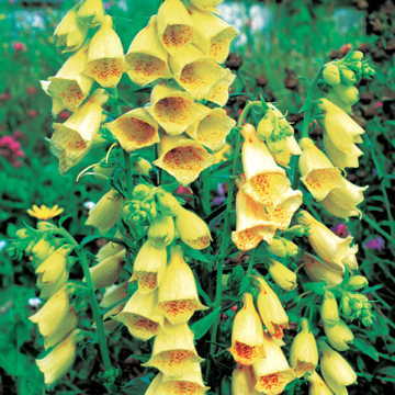Yellow Foxglove Seeds Tall Yellow Digitalis for Shade Gardens High Germination Garden Seeds heirloom non-gmo seeds