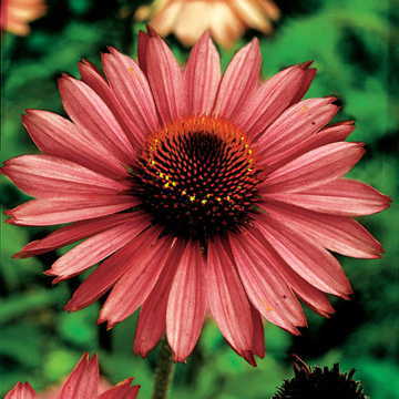 Magnus Coneflower Seeds Bright Purple Echinacea Variety High Germination Garden Seeds heirloom non-gmo seeds