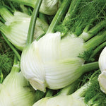 Florence Fennel Seeds High Germination Garden Seeds Foeniculum vulgare heirloom non-gmo seeds