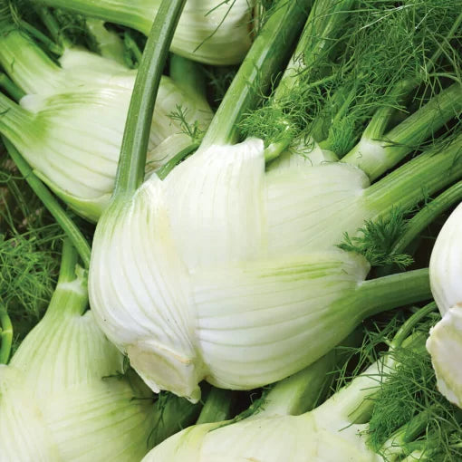 Florence Fennel Seeds High Germination Garden Seeds Foeniculum vulgare heirloom non-gmo seeds