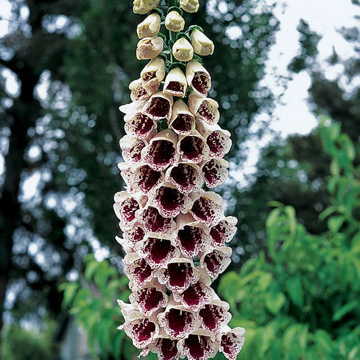 Pam s Choice Foxglove Seeds Classic Cottage Garden Foxglove High Germination Garden Seeds heirloom non-gmo seeds