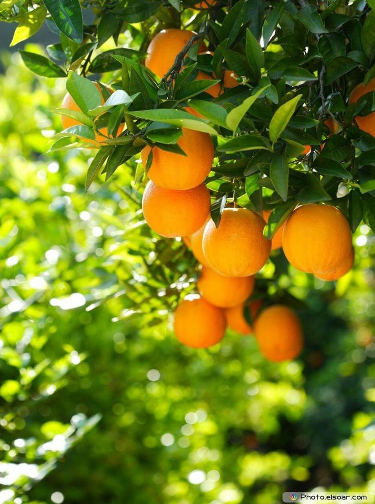 Fairchild Tangerine (Citrus reticulata)