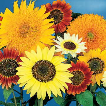 Van Gogh Sunflower Seeds Artistic Sunflower Color Blend High Germination Garden Seeds Helianthus annuus heirloom non-gmo seeds