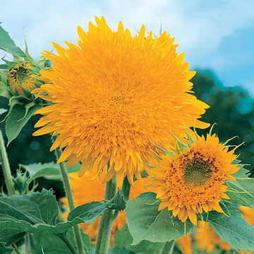 Giant Sungold Sunflower Seeds Large Golden Sunflower Variety High Germination Garden Seeds Helianthus annuus heirloom non-gmo seeds