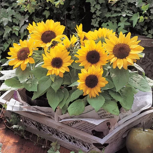 Sunny Smile Sunflower Seeds Miniature Indoor-Outdoor Sunflower Variety High Germination Garden Seeds Helianthus annuus heirloom non-gmo seeds