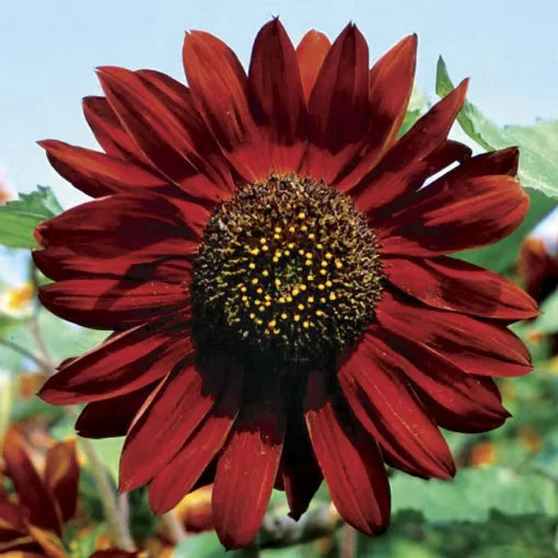 Velvet Queen Sunflower Seeds Deep Red Velvet Sunflower Heads High Germination Garden Seeds Helianthus annuus heirloom non-gmo seeds