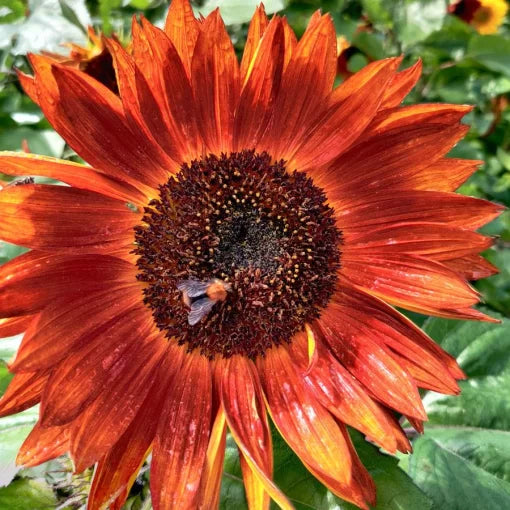 Velvet Queen Sunflower Seeds Dark Red Sunflower Variety High Germination Garden Seeds Helianthus annuus heirloom non-gmo seeds