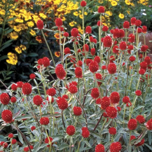 Strawberry Fields Gomphrena Seeds Bright Red Globe Amaranth Blooms High Germination Garden Seeds heirloom non-gmo seeds