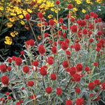 Strawberry Fields Gomphrena Seeds Bright Red Globe Amaranth Blooms High Germination Garden Seeds heirloom non-gmo seeds