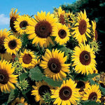 Waooh Sunflower Seeds Bright Yellow Sunflowers High Germination Garden Seeds Helianthus annuus heirloom non-gmo seeds