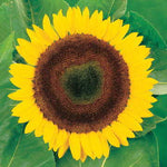 Giganteus Sunflower Seeds Giant Yellow Sunflowers High Germination Garden Seeds Helianthus annuus heirloom non-gmo seeds