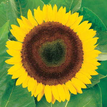 Giganteus Sunflower Seeds Extra Tall Giant Sunflower Variety High Germination Garden Seeds Helianthus annuus heirloom non-gmo seeds
