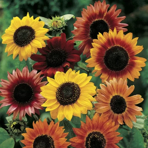 Large Flowered Sunflower Seeds Mixed Giant Bloom Sunflowers High Germination Garden Seeds Helianthus annuus heirloom non-gmo seeds