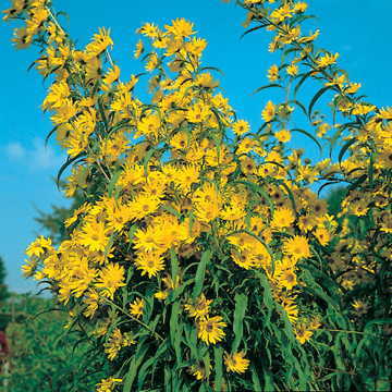 Prairie Sunflower Seeds Hardy Yellow Sunflower Variety High Germination Garden Seeds Helianthus annuus heirloom non-gmo seeds