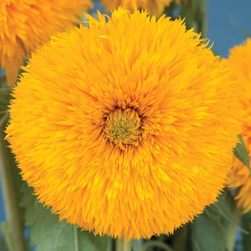 Double Sunking Sunflower Seeds Fully Double Golden Sunflowers High Germination Garden Seeds Helianthus annuus heirloom non-gmo seeds