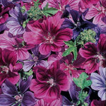 Mystic Merlin Hollyhock Seeds Dark-Hued Hardy Hollyhock High Germination Garden Seeds heirloom non-gmo seeds