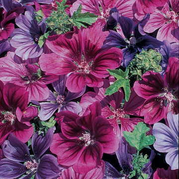 Mystic Merlin Hollyhock Seeds Dark-Hued Hardy Hollyhock High Germination Garden Seeds heirloom non-gmo seeds
