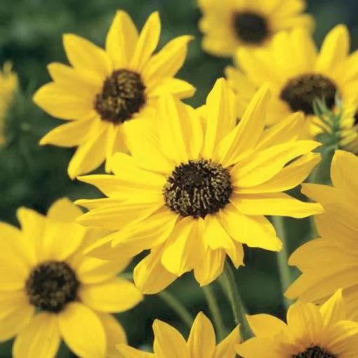 Sunny Babe Sunflower Seeds Compact Early-Blooming Mini Sunflower High Germination Garden Seeds Helianthus annuus heirloom non-gmo seeds