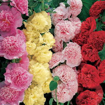 Summer Carnival Hollyhock Seeds Double Ruffled Hollyhock Blend High Germination Garden Seeds heirloom non-gmo seeds