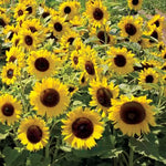 Sunspot Sunflower Seeds Compact Dwarf Yellow Sunflower High Germination Garden Seeds Helianthus annuus heirloom non-gmo seeds