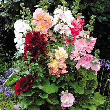 Spring Celebrities Hollyhock Seeds Early Blooming Mini Hollyhock Blend High Germination Garden Seeds heirloom non-gmo seeds