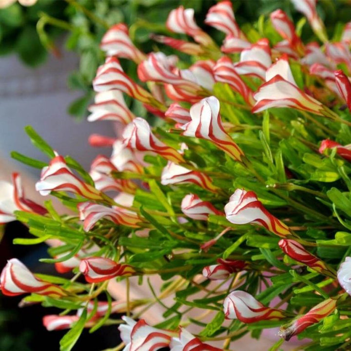 Oxalis Versicolor Orange Seeds – Heirloom, Non-GMO Flower Seeds for Planting Striking Blooms