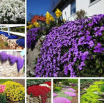 Mix Creeping Thyme Flower Seeds for Planting - NON GMO Seeds Dhara Seeds