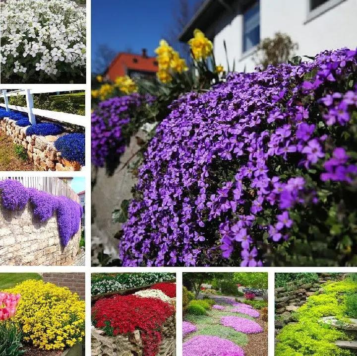 Mix Creeping Thyme Flower Seeds for Planting - NON GMO Seeds Dhara Seeds