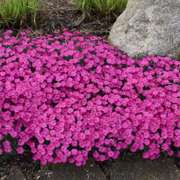 Magenta Dianthus Seeds – Vibrant Flower Seeds for Garden