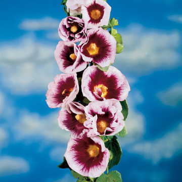 Creme de Cassis Hollyhock Seeds Tall Vintage Hollyhock High Germination Garden Seeds heirloom non-gmo seeds