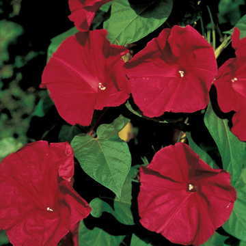 Scarlet OHara Morning Glory Seeds Vivid Red Climber High Germination Garden Seeds heirloom non-gmo seeds