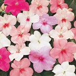 Pastel Impatiens Seeds Soft Multi-Color Shade Garden Blend High Germination Garden Seeds heirloom non-gmo seeds