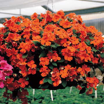 Salmon Hybrid Impatiens Seeds Accent Salmon Shade Garden Impatiens High Germination Garden Seeds heirloom non-gmo seeds
