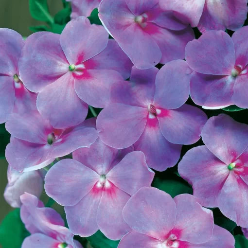 Lavender Blue Impatiens Seeds Accent Lavender Blue Hybrid Impatiens High Germination Garden Seeds heirloom non-gmo seeds
