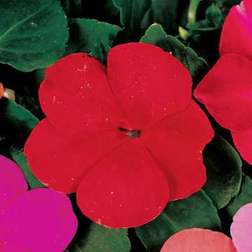 Red Hybrid Impatiens Seeds Accent Bright Red Shade Garden Impatiens High Germination Garden Seeds heirloom non-gmo seeds