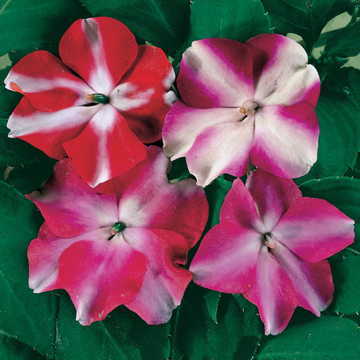 Star Impatiens Seeds Accent Star Hybrid Impatiens Collection High Germination Garden Seeds heirloom non-gmo seeds