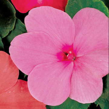 Pink Hybrid Impatiens Seeds Accent Bright Pink Shade Impatiens High Germination Garden Seeds heirloom non-gmo seeds