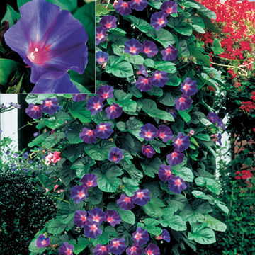 Star of Yelta Morning Glory Seeds Deep Purple Climbing Blooms High Germination Garden Seeds heirloom non-gmo seeds