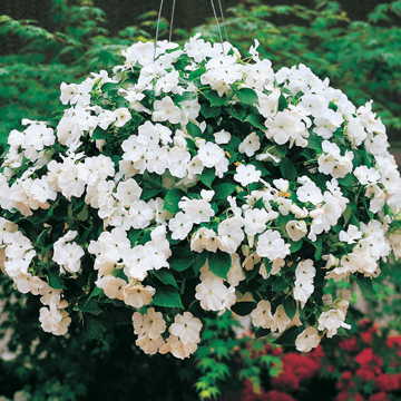 White Hybrid Impatiens Seeds Accent Pure White Shade Impatiens High Germination Garden Seeds heirloom non-gmo seeds