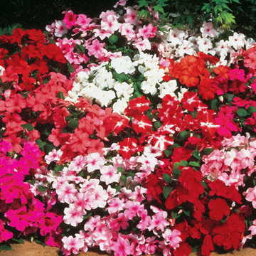 Accent Impatiens Seeds Multicolor Bedding Impatiens High Germination Garden Seeds heirloom non-gmo seeds