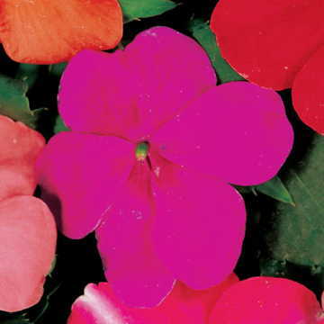 Violet Hybrid Impatiens Seeds Accent Violet-Purple Shade Impatiens High Germination Garden Seeds heirloom non-gmo seeds