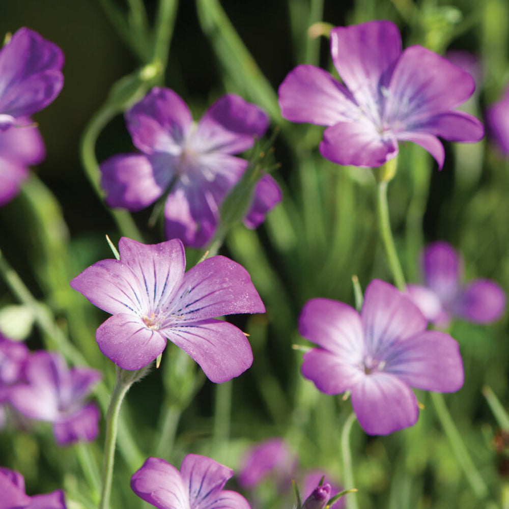 Agrostemma Purple Queen Seeds – Kornrade Lilac Blooms – Seeds