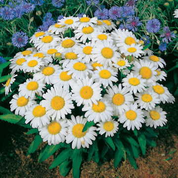 Snow Lady Shasta Daisy Seeds Pure White Compact Daisy Variety High Germination Garden Seeds Bellis perennis heirloom non-gmo seeds