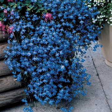 Fountain Blue Lobelia Seeds Cascading Blue Lobelia High Germination Garden Seeds heirloom non-gmo seeds