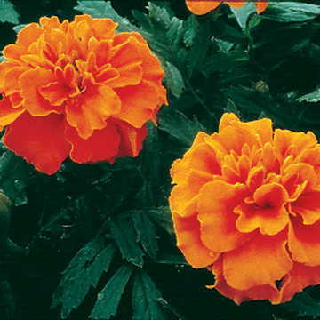 Deep Orange Marigold Seeds Early Blooming Dwarf Orange Marigold High Germination Garden Seeds heirloom non-gmo seeds