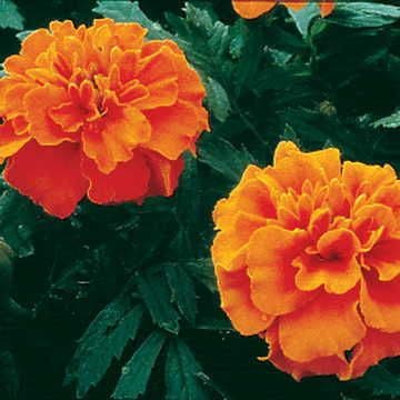 flowers high quality flower seeds for growing vibrant and colorful blooms in home gardens and landscapes organic flowers premium organic flower seeds for sustainable gardening and beautiful blossoms suitable for all climates