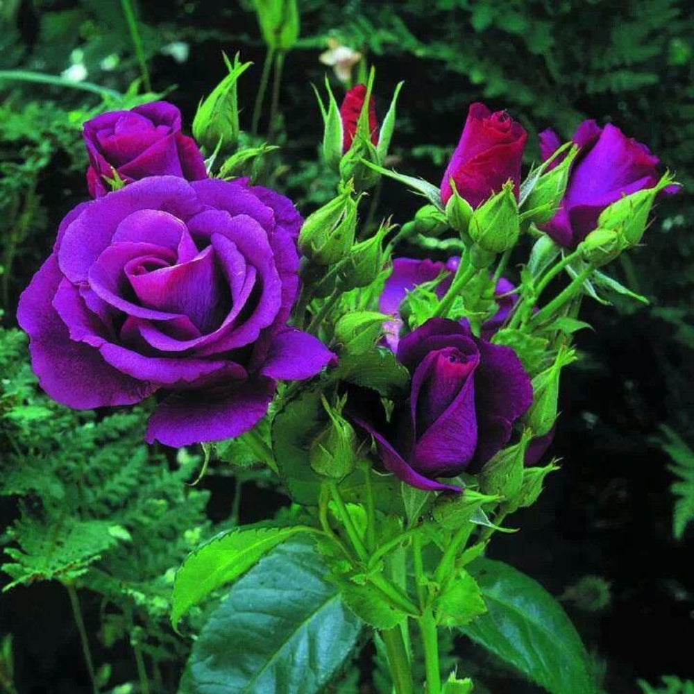 Purple Rosmarinus Flower Seeds for Planting - 100 pcs
