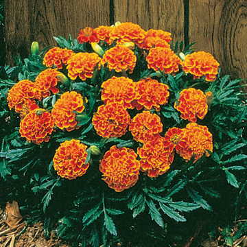 Flame Marigold Seeds Janie Red-Orange Marigold Flowers High Germination Garden Seeds heirloom non-gmo seeds
